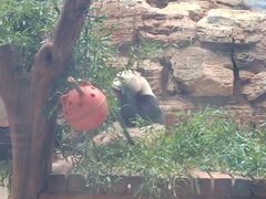 -石家庄市动物园