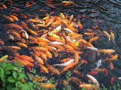 照片&nbsp;077-沈阳植物园