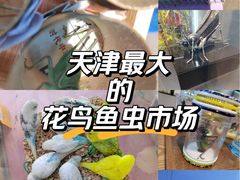 -中环花鸟鱼虫市场