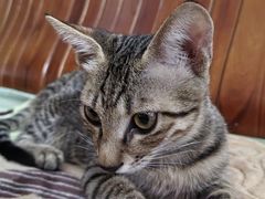 -博特宠物医院24h犬猫全科.骨科·异宠