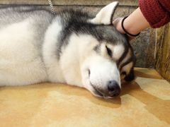 -more than meow吴止猫主题餐厅(承德 中船汇店)