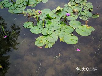 红蜻蜓 欲上云霄揽九洲， 火红身姿迎风舞，