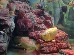 -上海海洋水族馆