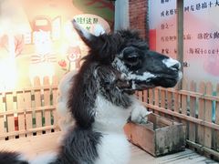 -佟小曼手工茶饼坊(鼓浪屿1店)