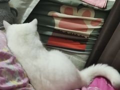 -关爱宠物医院·猫科中心·消化科(滨湖万达分院)