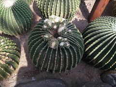 -南山植物园