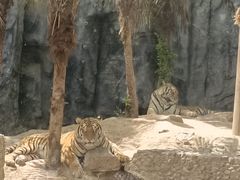 -五龙山野生动物王国