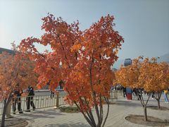 -小吊梨汤·北京菜(香山店)