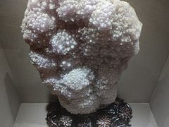 -陕西自然博物馆