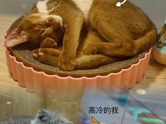 -屋虎猫馆(宝安大仟里店)