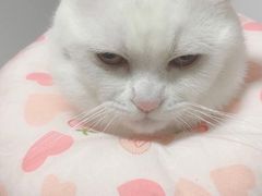 -爱佳宠物中心医院·骨外科·猫专科·急重症(瑶海万达店)