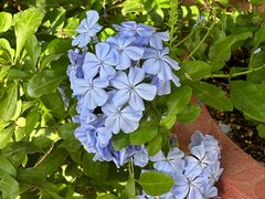 -国家植物园南园