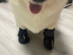 -艾贝尔宠物医院·狂犬免疫点(江山金象城店)