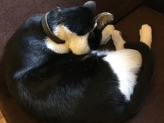 -猫的天空之城概念书店(杭州南宋御街店)