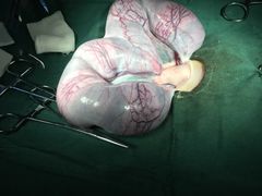 -伟伟宠物医院·CT影像中心·瑞派犬猫综合性门诊(汉口总院)