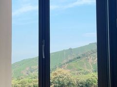 -白茶原·一片叶子