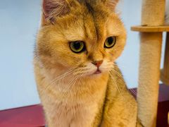 -和它·交个朋友·狗咖猫咖(爱琴海店)