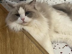-滚猫咖啡·猫咖·猫友好撸猫(未来城店)