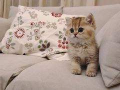 -柚子猫舍·精品猫舍购猫·猫咪认养·购宠·宠物店