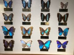 -上海昆虫博物馆