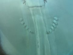 -芜湖新华联大白鲸海洋公园