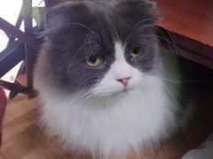 -李小姐の猫咖啡馆(五角场店)