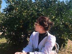 -柑橘农场
