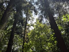 -天目山大树王景区