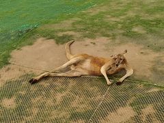 -西霞口神雕山野生动物世界