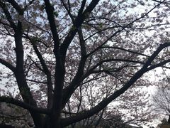 -武汉大学-樱园