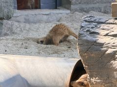 -深圳野生动物园