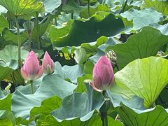 -柳莺湖上·湖景餐厅·江南菜(西湖店)
