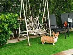 -汪说喵讲宠物乐园宠物酒店(红星美凯龙店)