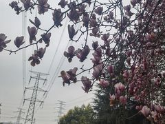 -重庆园博园