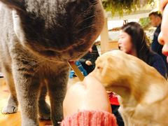 -藦茜花园宠物主题亲子互动体验馆(国顺东路店)