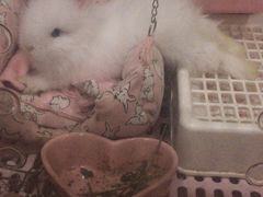 -爱侣宠医·鹦鹉专科·小型哺乳类·异宠专科(灵石路店)