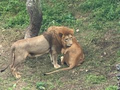 -大连森林动物园