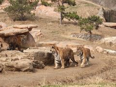 -北京野生动物园