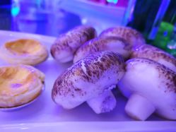 -成都世外桃源酒店-宴会厅·草坪婚礼·会议活动