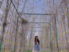 -合肥滨湖国家森林公园