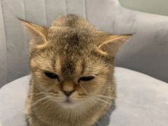 -猫小院猫主题餐厅(三里屯店)