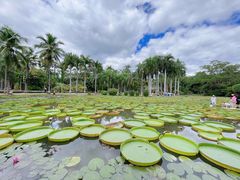 -中国科学院西双版纳热带植物园