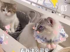-怪兽屋·羊驼·猫咖·狗咖(俊华广场店)