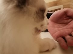 -滚猫咖啡·猫咖·猫友好撸猫(未来城店)