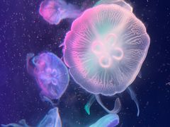 -海合安成都极地海洋公园
