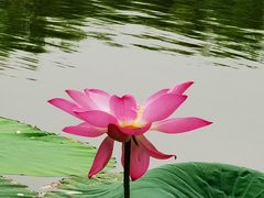 -石家庄市植物园