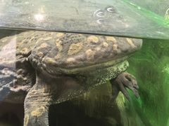 -上海大自然野生昆虫馆(东方明珠·爬宠昆虫探索中心)