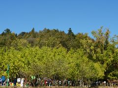 -千年银杏谷文化旅游区