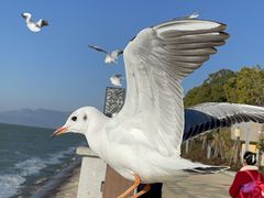 -呈贡滇池生态湿地公园