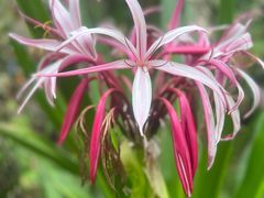 -呀路古热带植物园